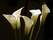 med_calalillies-1024.jpg
